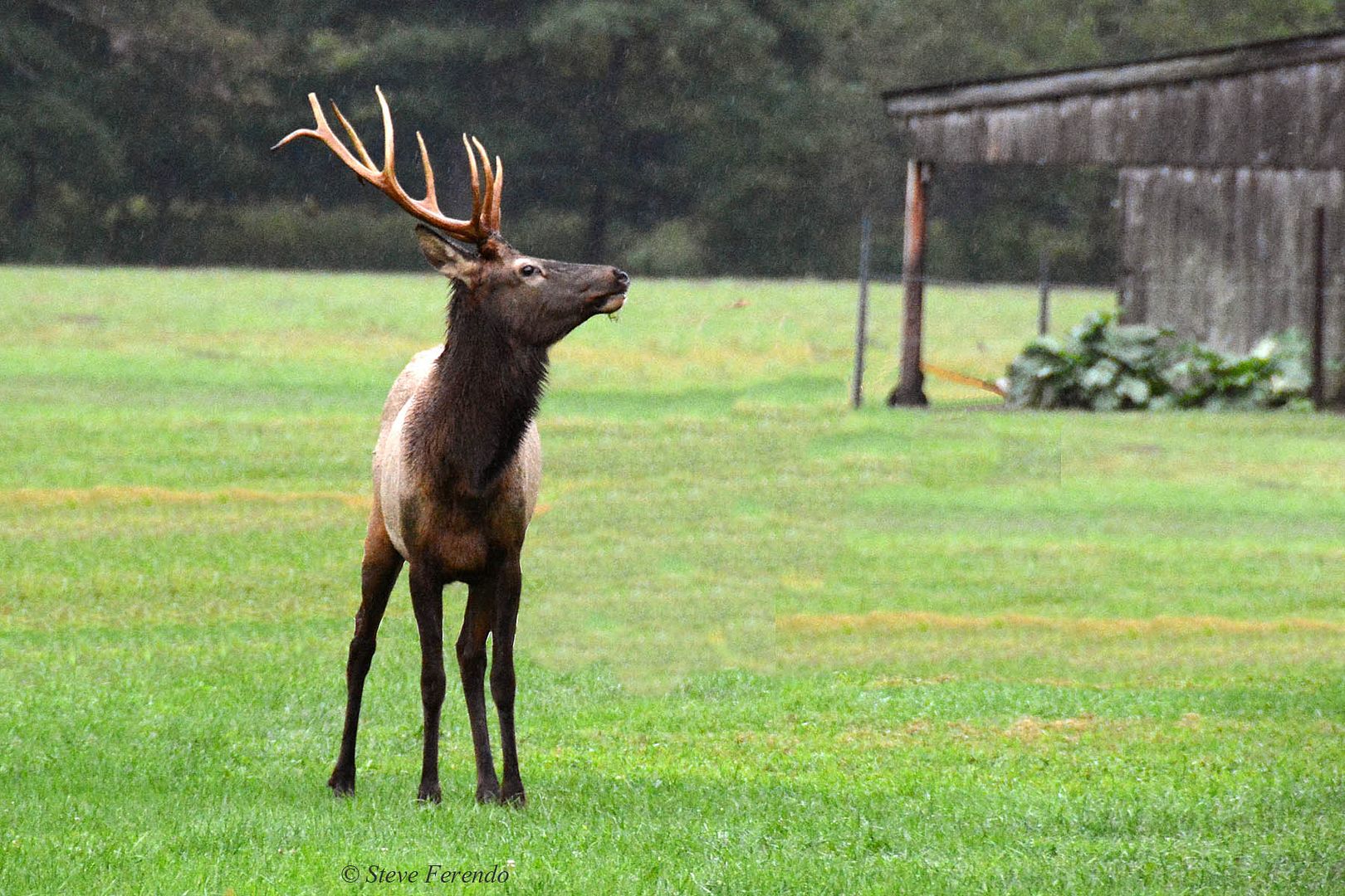 "Natural World" Through My Camera Pennsylvania Elk Range